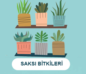 Saksı Bitkileri